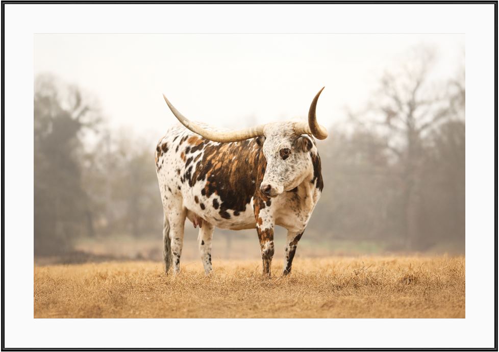 Brindle Longhorn Cow Framed Print with 2" Mat