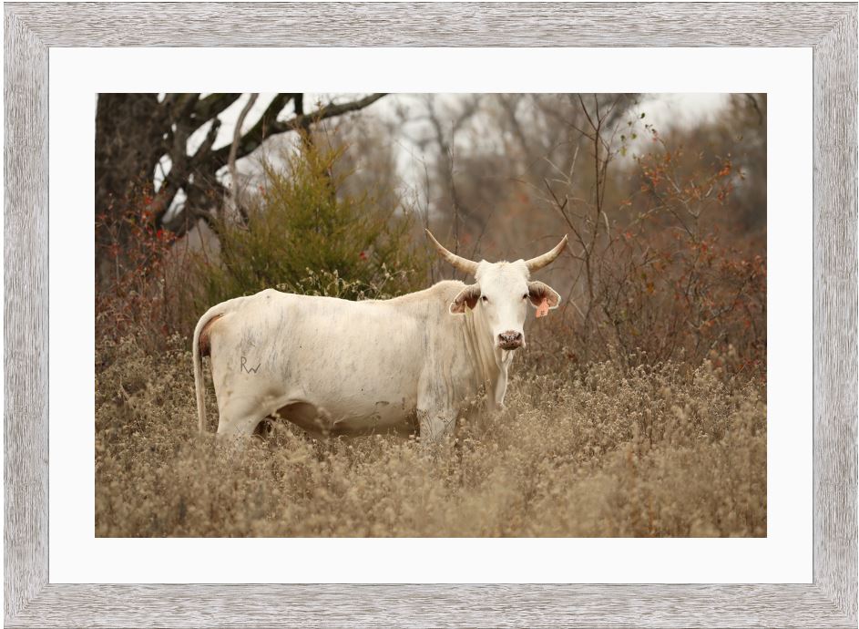 Blonde Brindle Cow Framed Print with 2" Mat