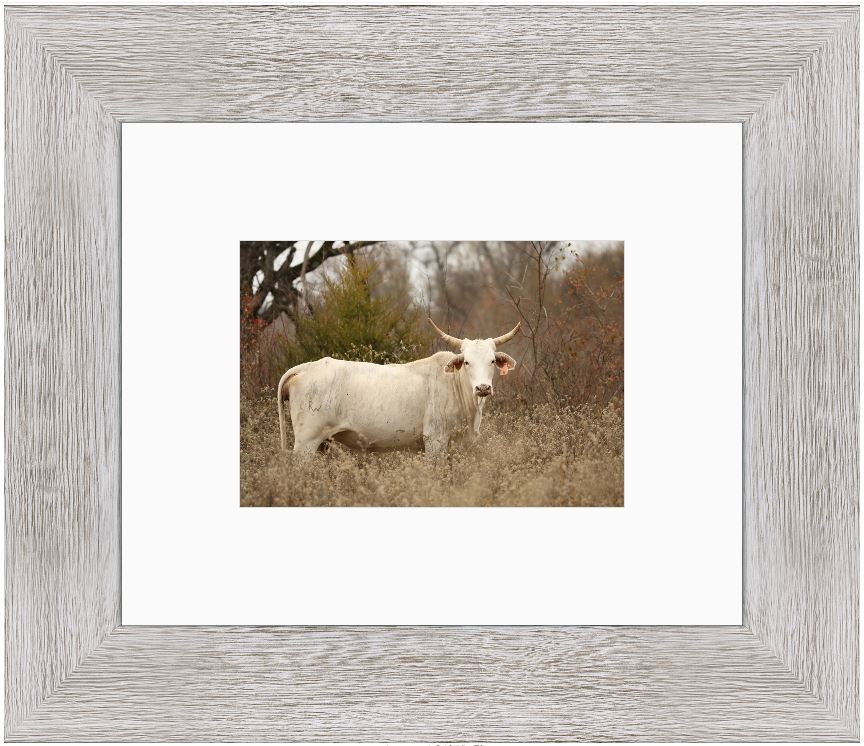 Blonde Brindle Cow Framed Print with 2" Mat