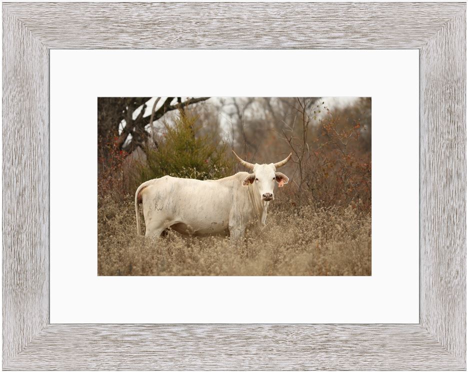Blonde Brindle Cow Framed Print with 2" Mat
