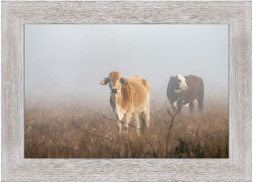 Cows in the Fog Framed Print