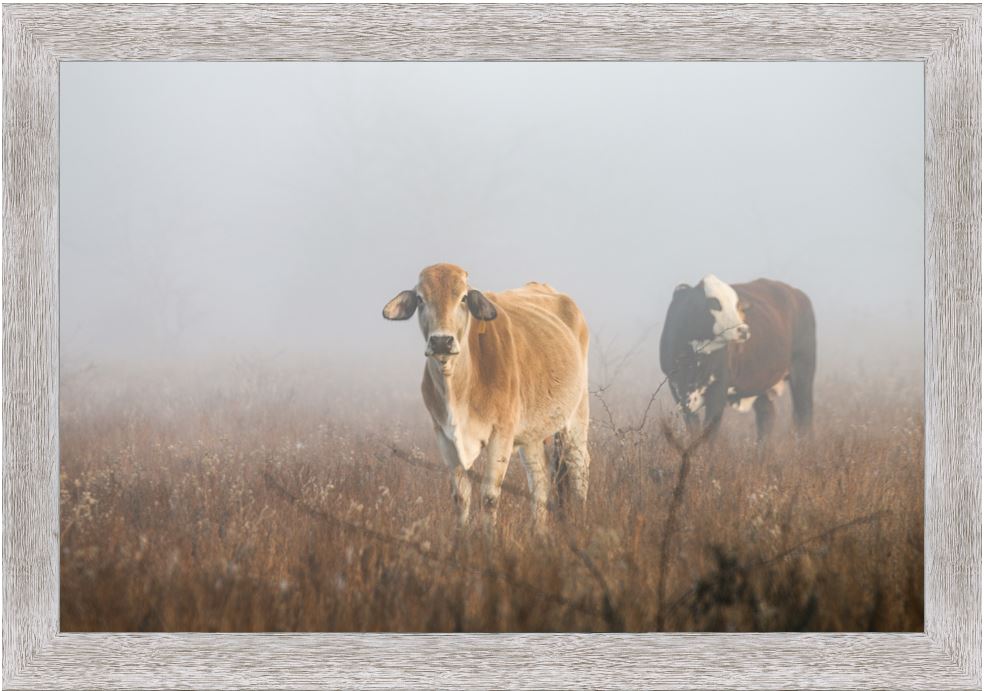 Cows in the Fog Framed Print