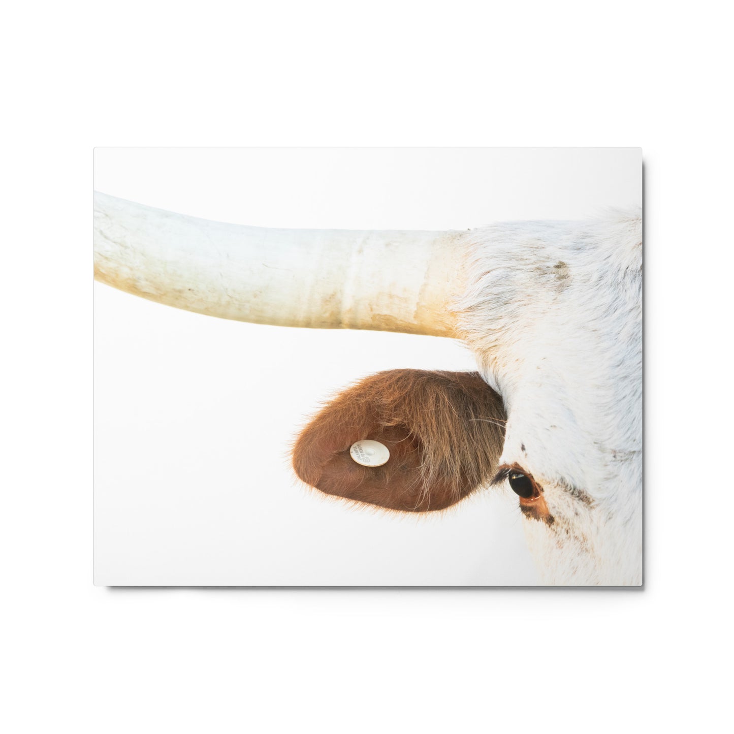 White Longhorn Cow Close Up Original Photography Wall Art