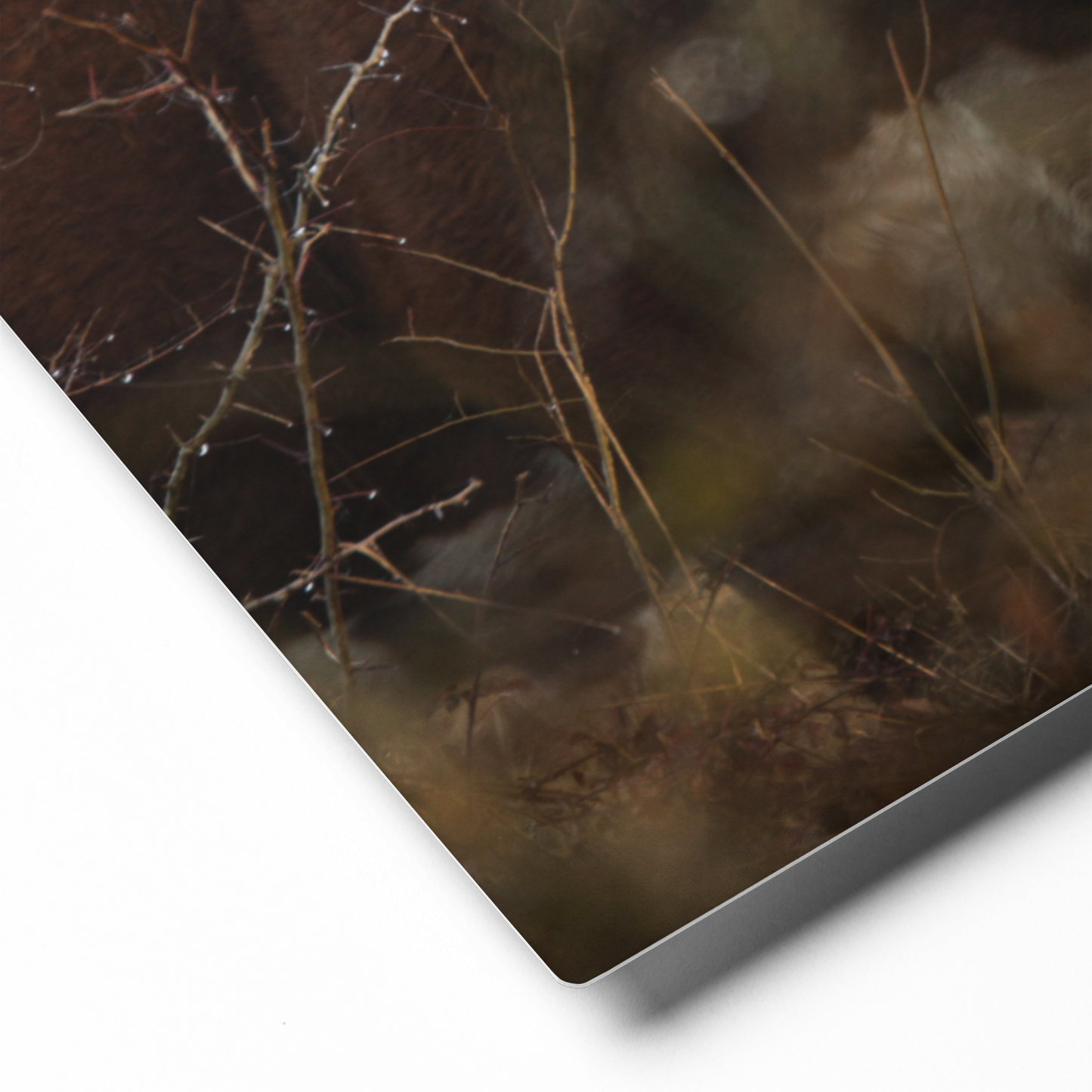 Hereford Bull Wall Art | Modern Farmhouse Cattle Decor, Western Interior Design