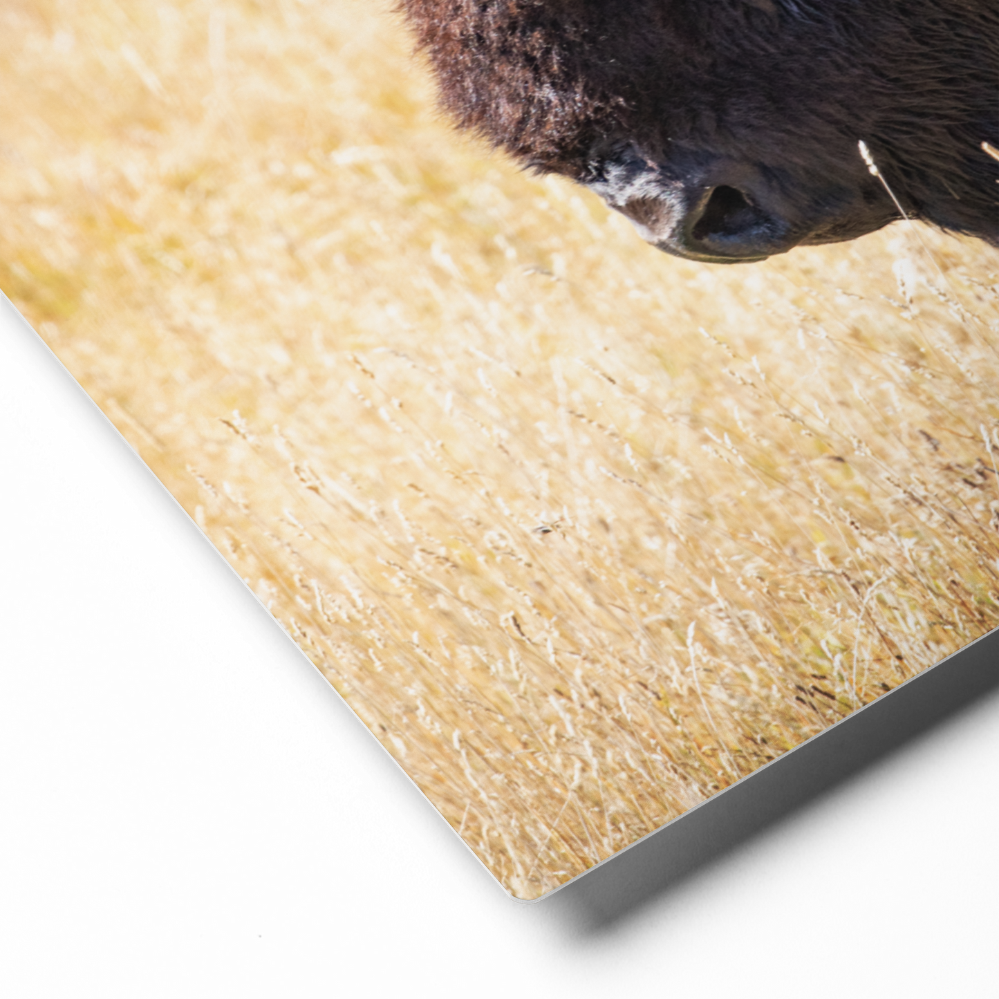 Bison Wall Art | Yellowstone Buffalo, Wildlife AirBnB Decor