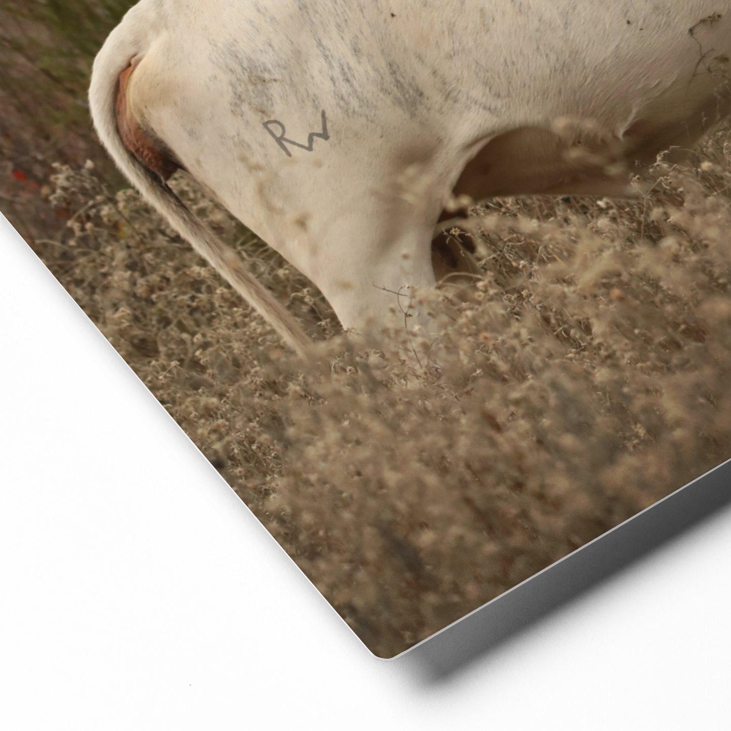 Blonde Brindle Cow Canvas Farmhouse Decor Western Wall Art