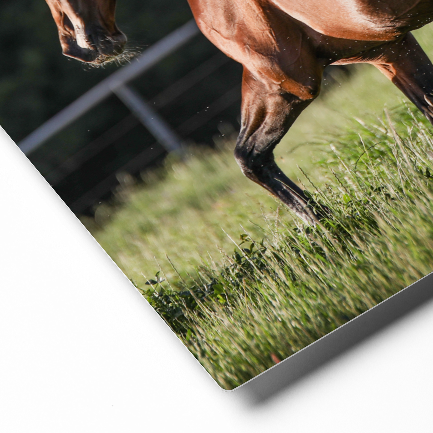 Prancing Horse Wall Art, Equestrian Home Decor