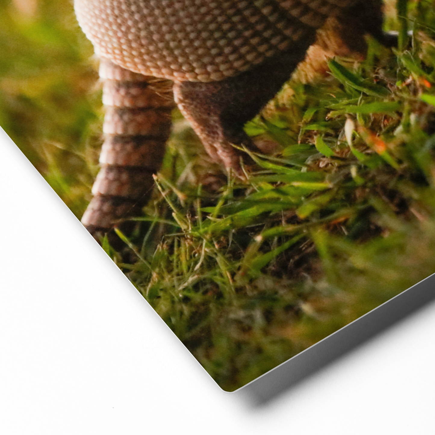 Armadillo Canvas Wall Art | Western Home Decor