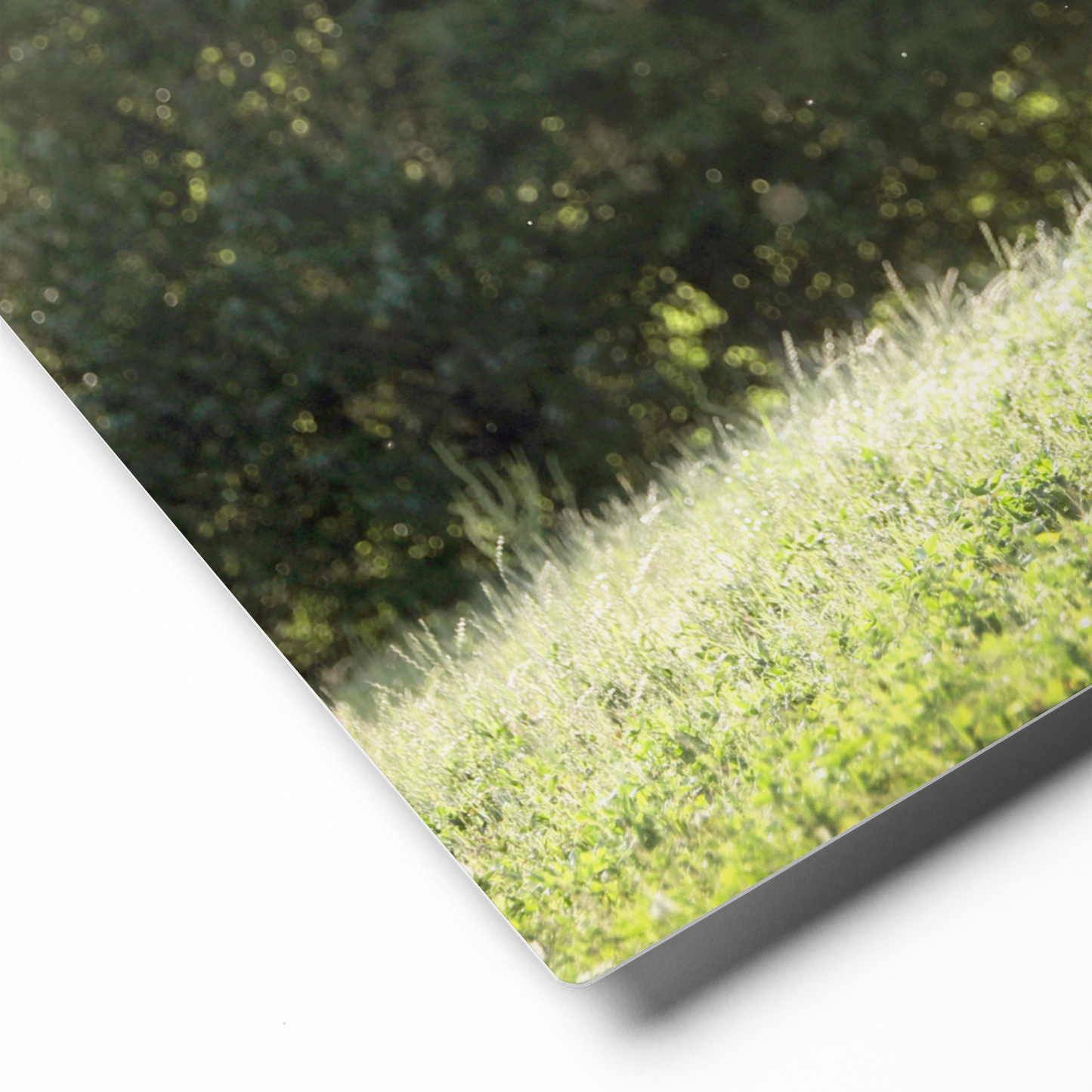 Horse in the Meadow Canvas Wall Art