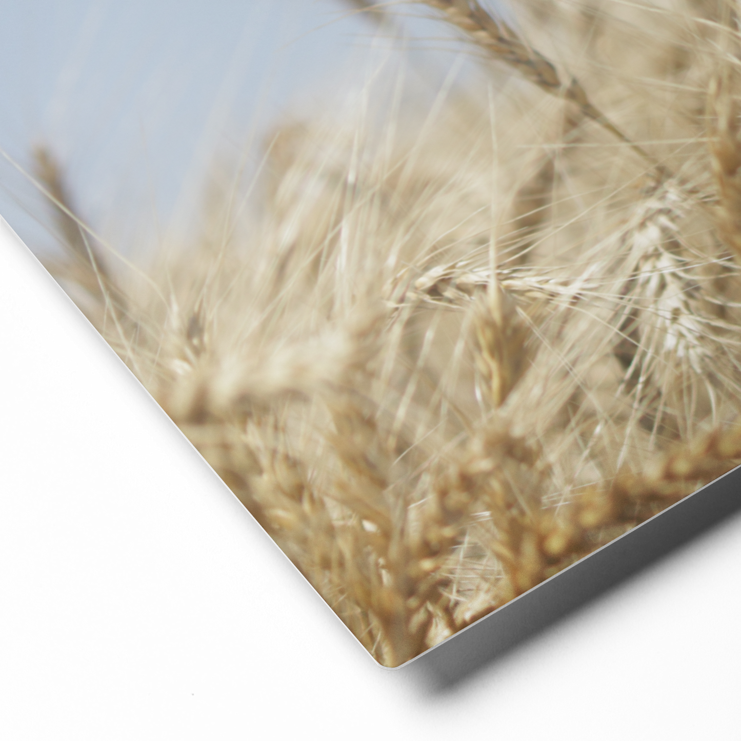 Golden Wheat Canvas, Agriculture Wall Art, Crops and Farmhouse Decor