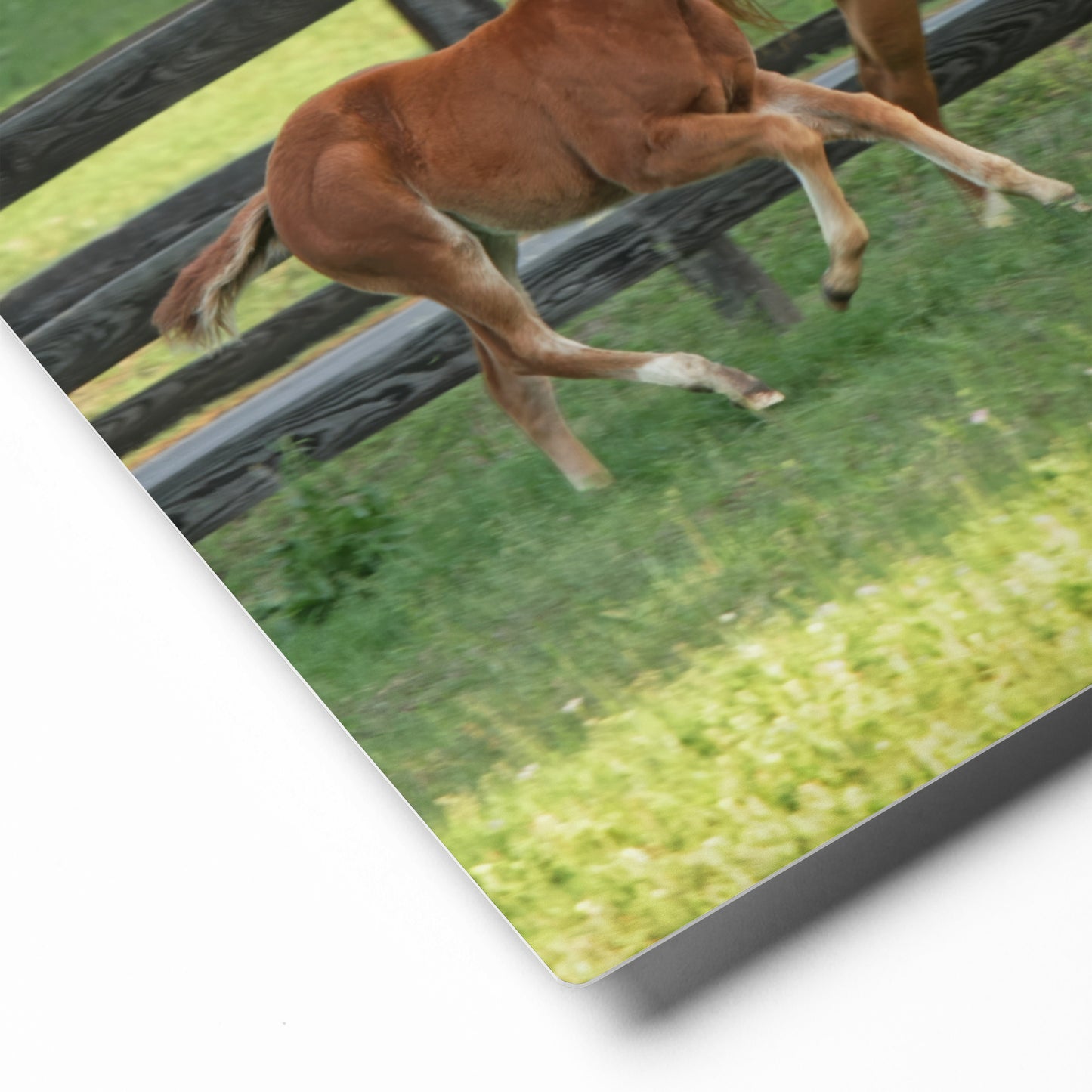 Mare and Foal Running | Beautiful Horse Canvas Wall Art | Equestrian Home Decor
