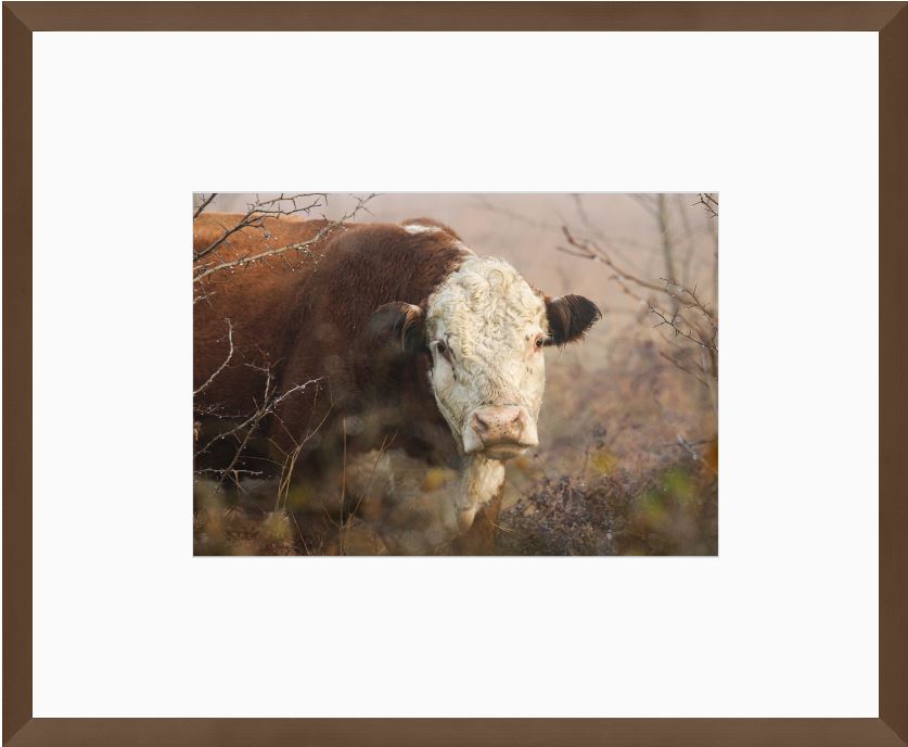 Hereford Hiding Framed Print with 2" Mat