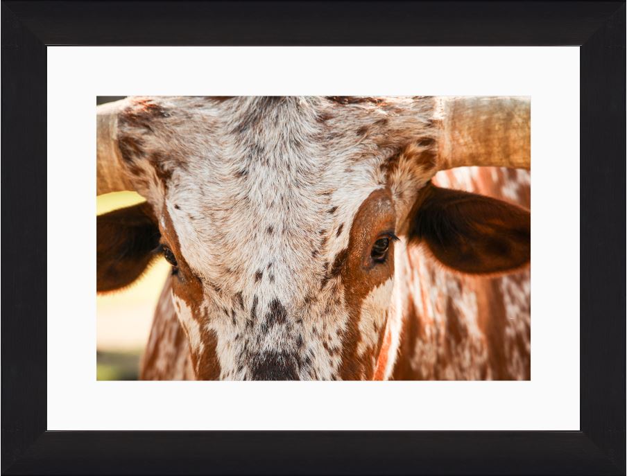 Longhorn Close-Up Framed Print with 2" Mat