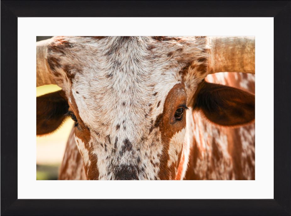 Longhorn Close-Up Framed Print with 2" Mat