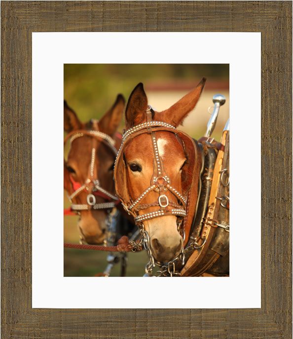Mule Team Framed Print with 2" Mat