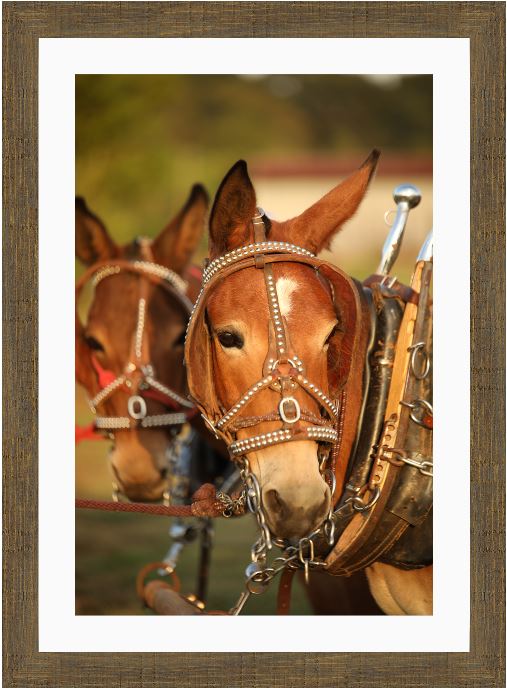 Mule Team Framed Print with 2" Mat