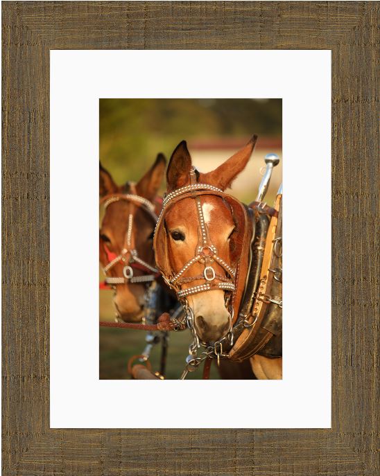 Mule Team Framed Print with 2" Mat
