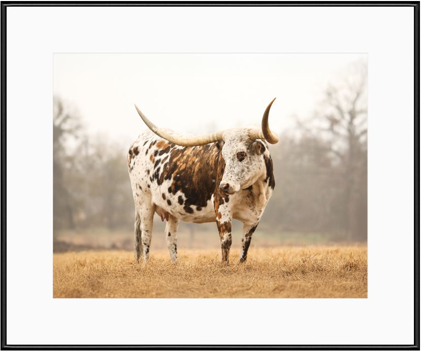 Brindle Longhorn Cow Framed Print with 2" Mat