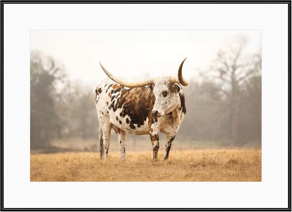 Brindle Longhorn Cow Framed Print with 2" Mat