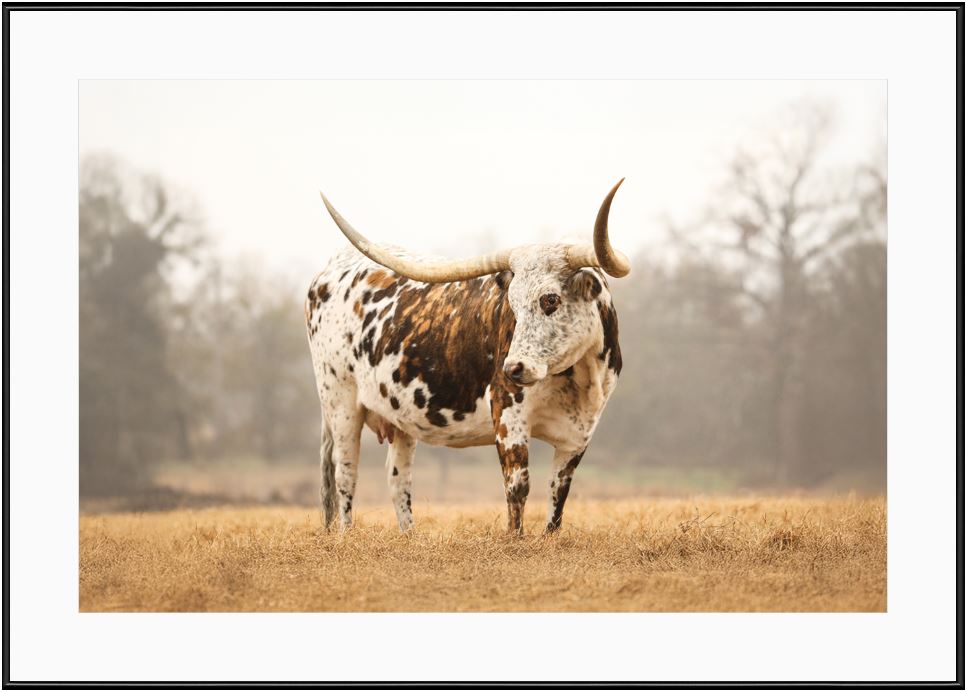 Brindle Longhorn Cow Framed Print with 2" Mat