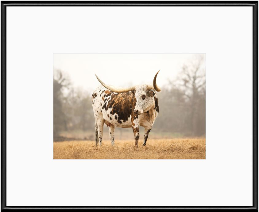 Brindle Longhorn Cow Framed Print with 2" Mat