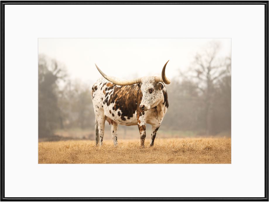 Brindle Longhorn Cow Framed Print with 2" Mat