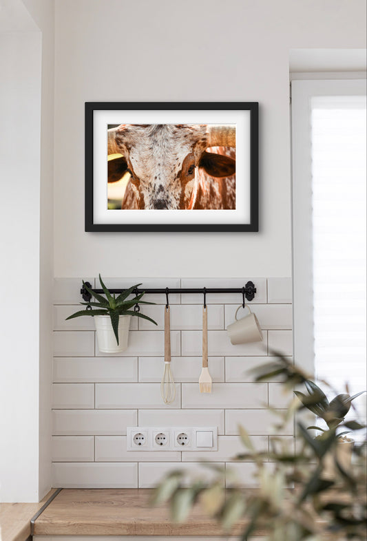 Longhorn Close-Up Framed Print with 2" Mat
