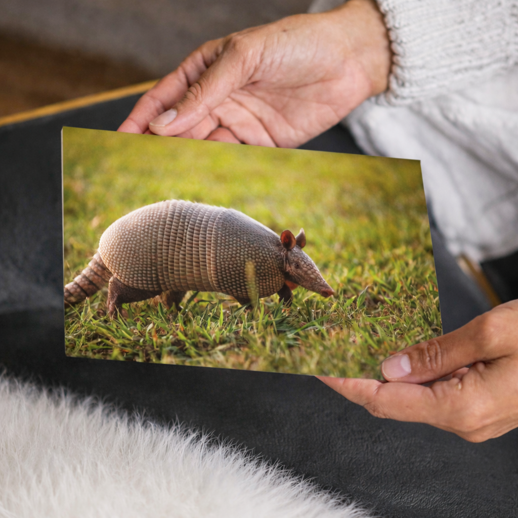 Armadillo Canvas Wall Art | Western Home Decor