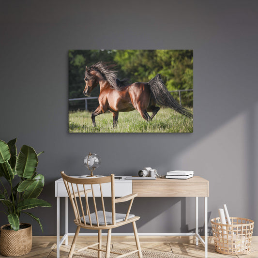 Canvas print of a bay Arabian horse prancing through a field, original photography