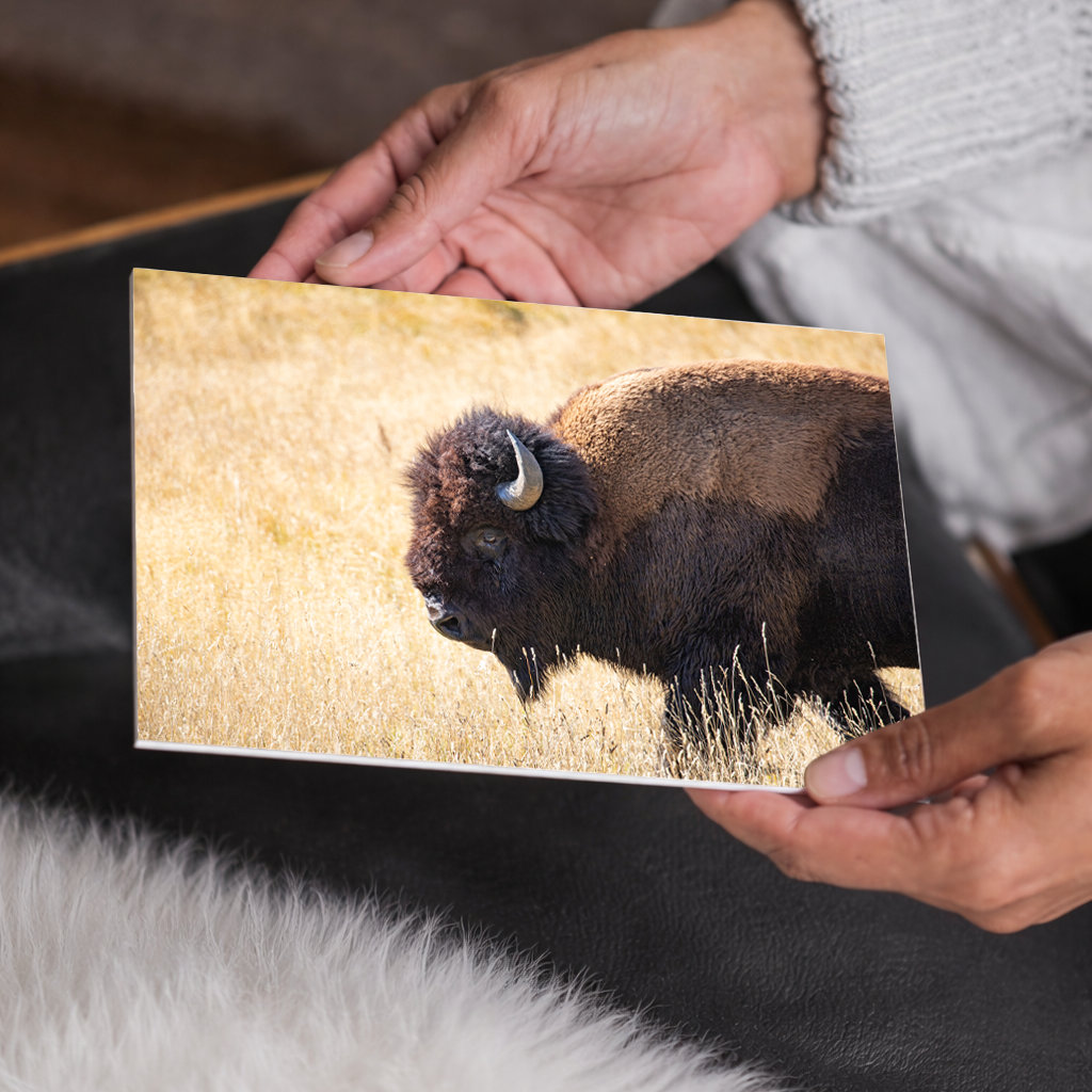 Bison Wall Art | Yellowstone Buffalo, Wildlife AirBnB Decor