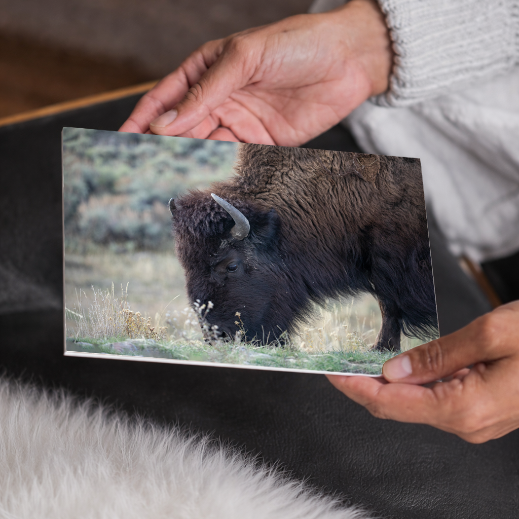 Bison Up Close Wall Art, Wildlife Photography Home Decor