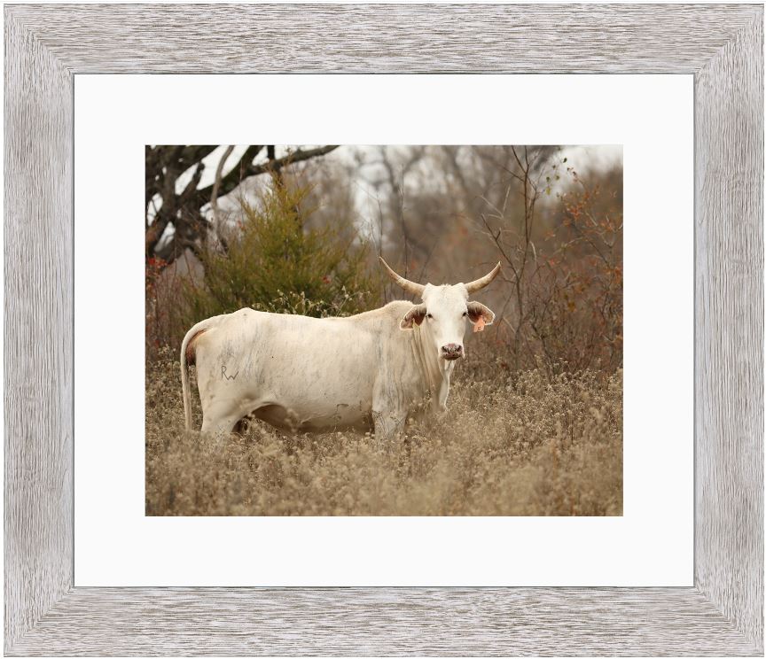 Blonde Brindle Cow Framed Print with 2" Mat