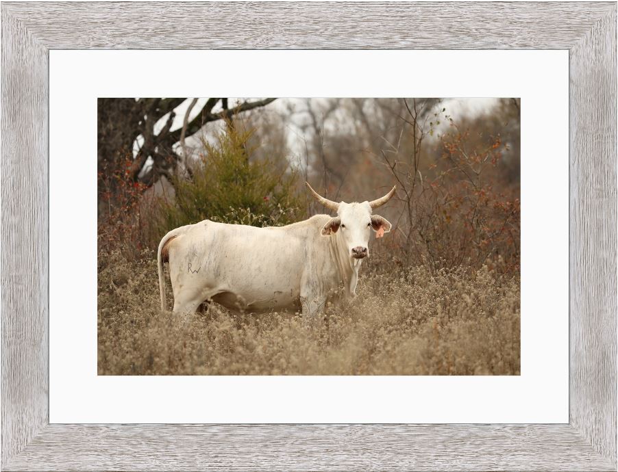 Blonde Brindle Cow Framed Print with 2" Mat