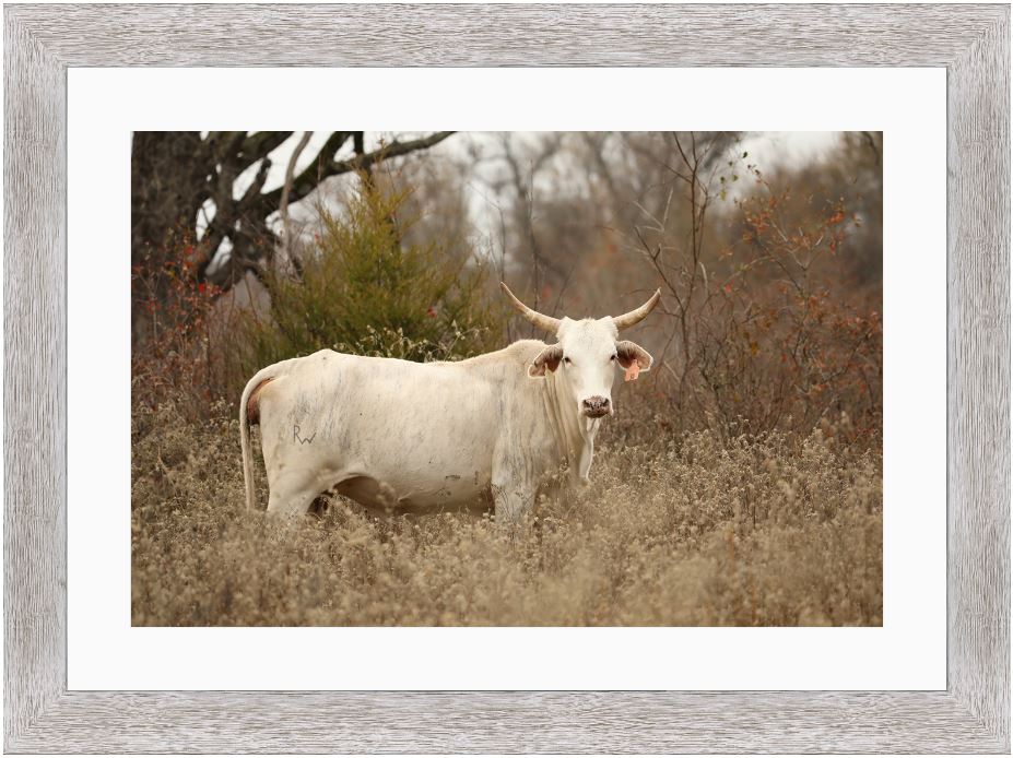 Blonde Brindle Cow Framed Print with 2" Mat