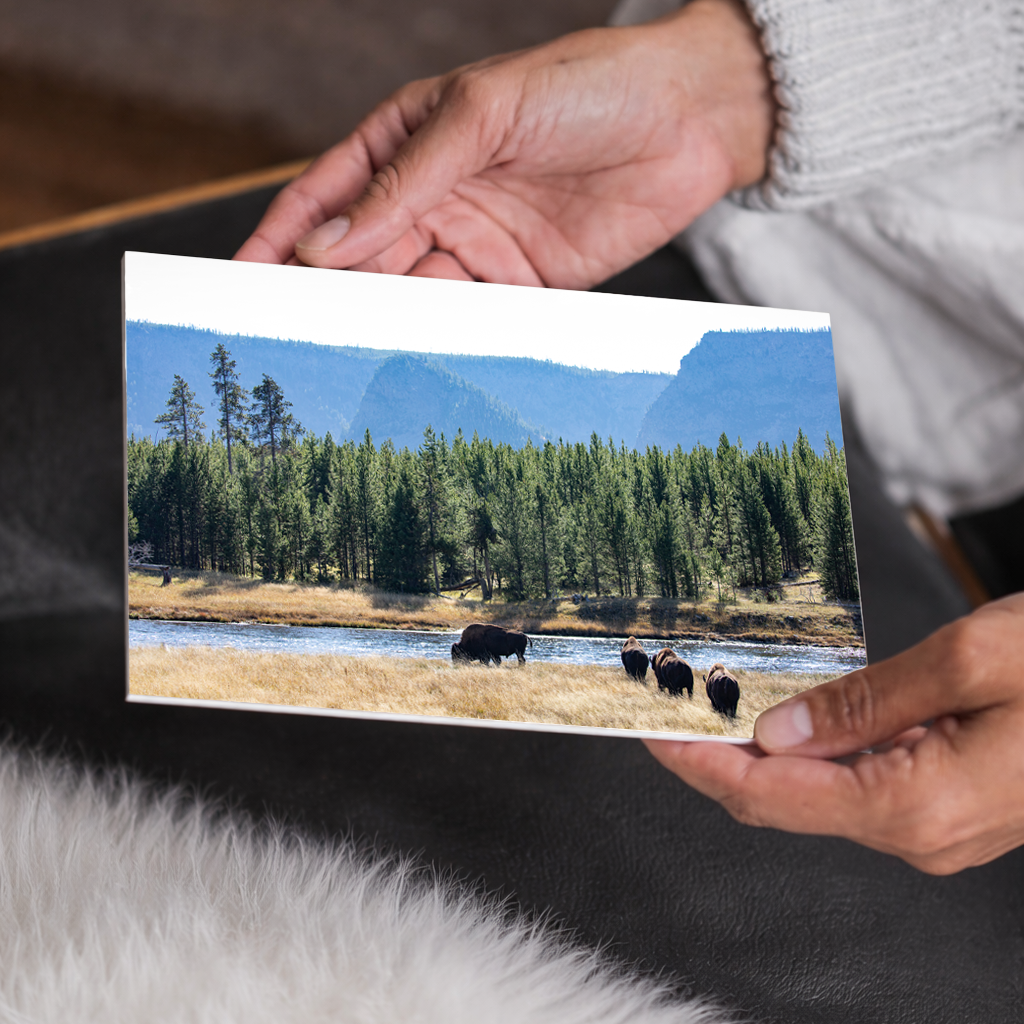Buffalo by the River Canvas Wall Art