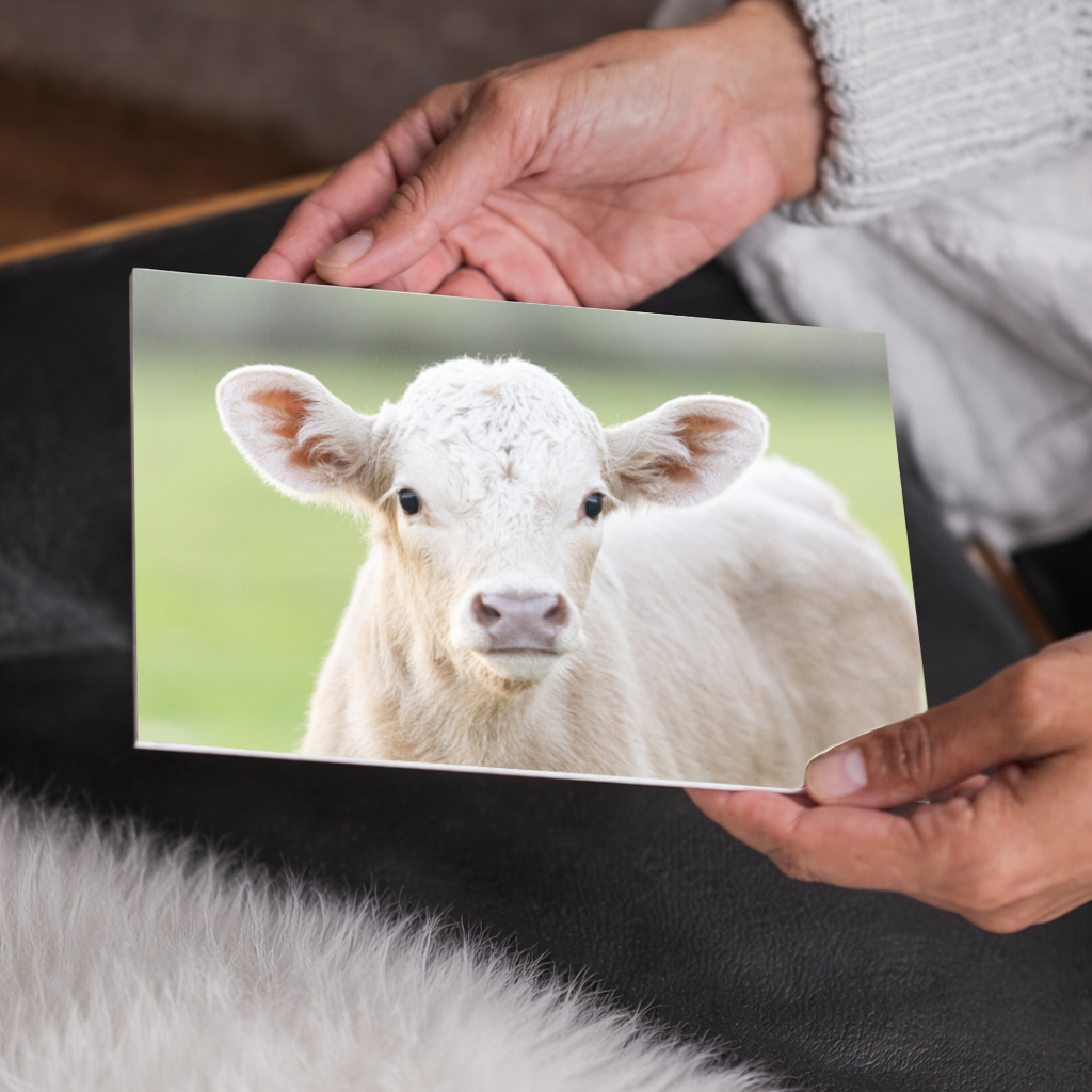 Charolais Calf Canvas Wall Art | Western Farmhouse Decor