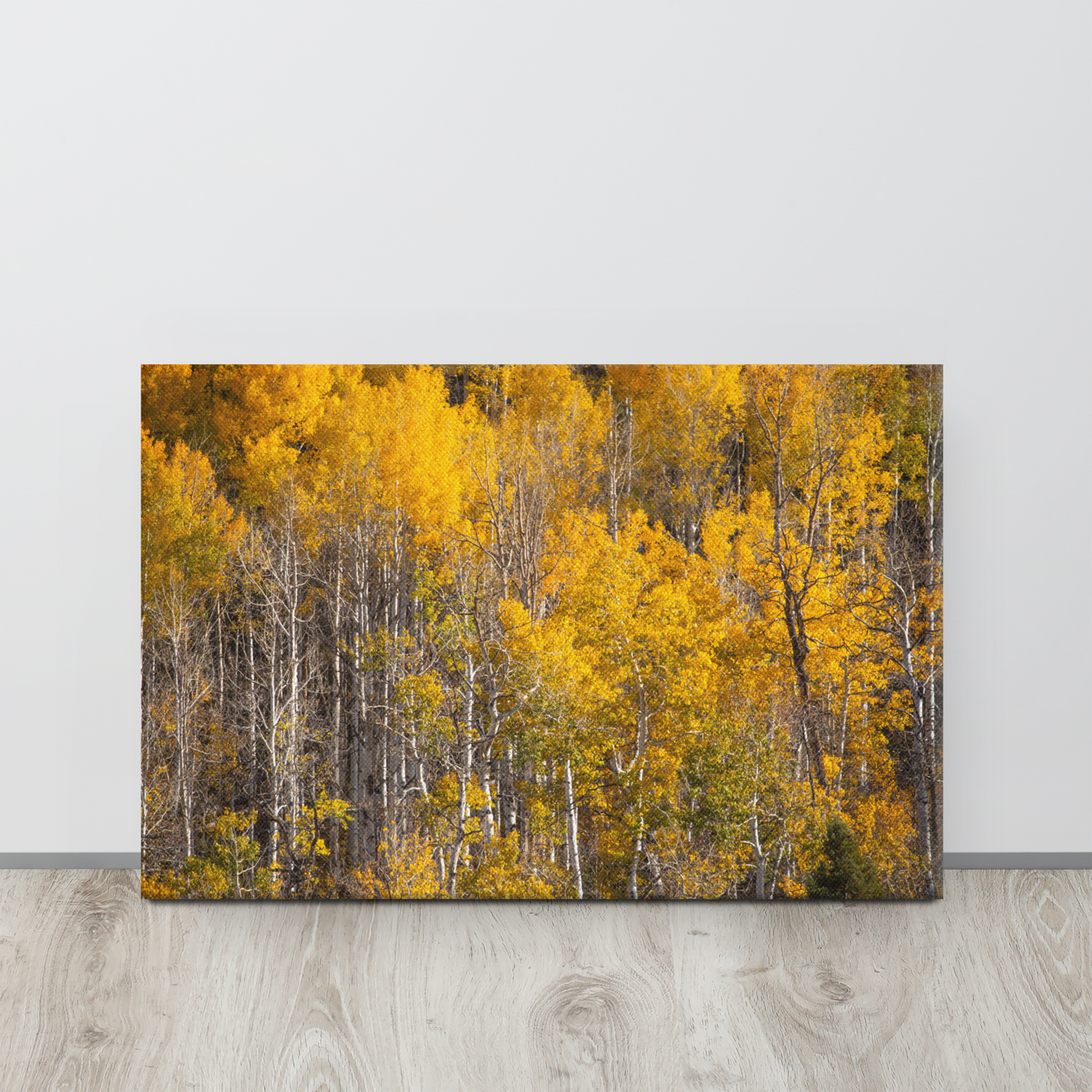 Birch Trees in Fall | Idaho Aspen Trees Canvas Wall Art