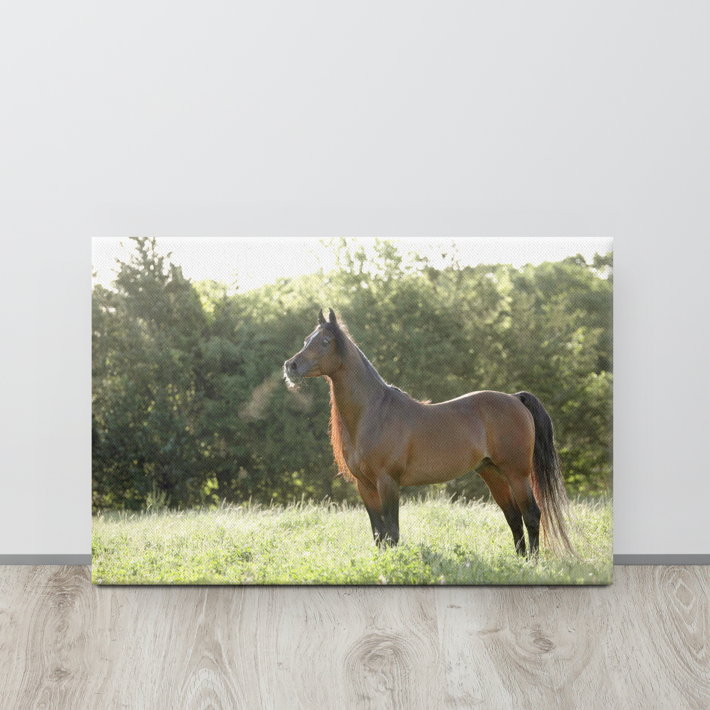 Horse in the Meadow Canvas Wall Art