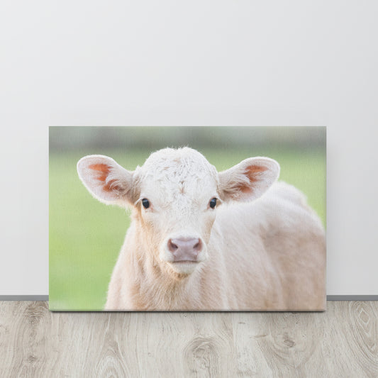Charolais Calf Canvas Wall Art | Western Farmhouse Decor