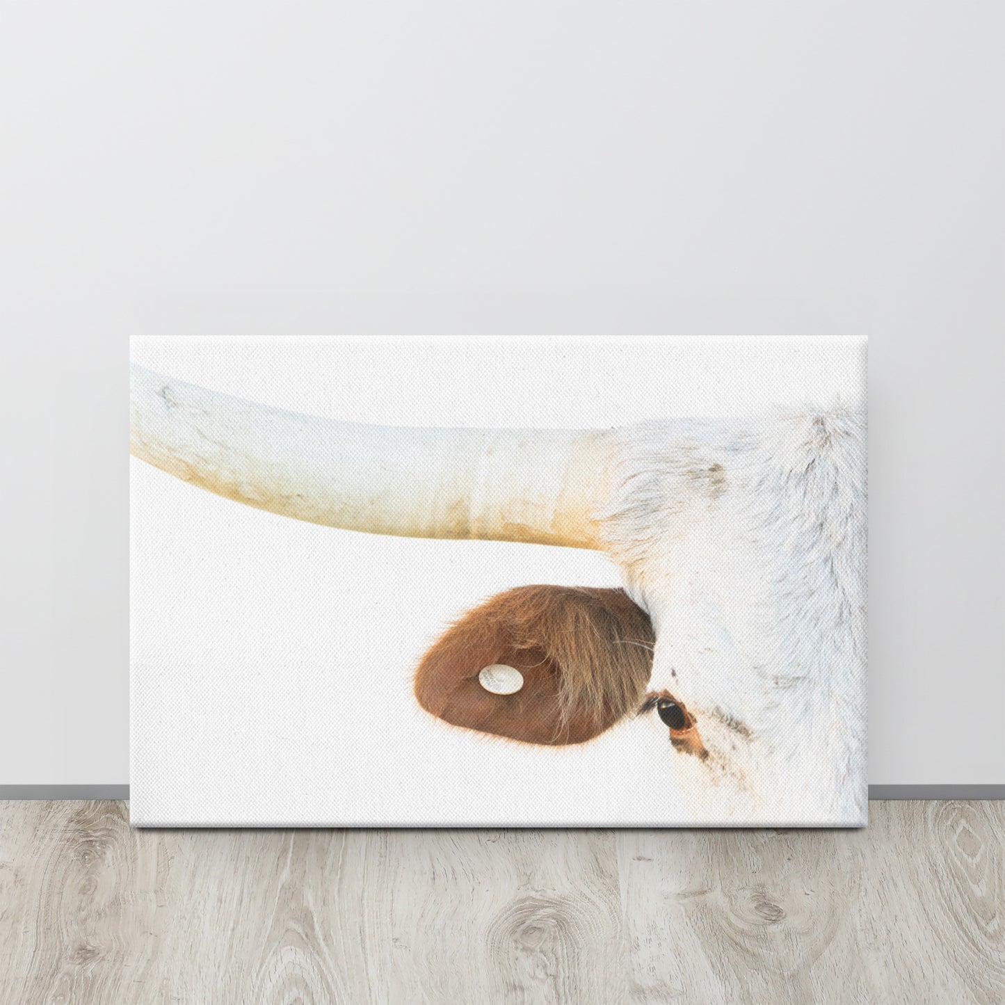 White Longhorn Cow Close Up Original Photography Wall Art