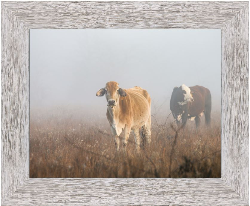 Cows in the Fog Framed Print