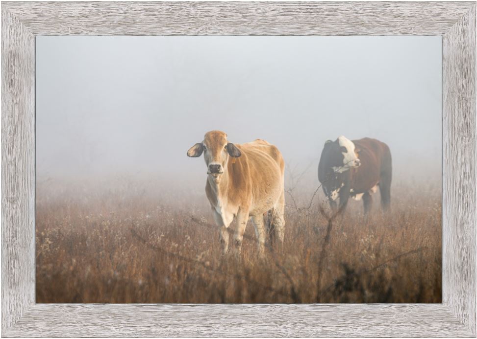 Cows in the Fog Framed Print