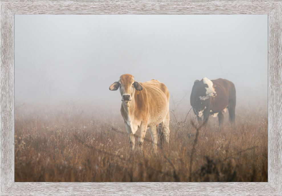 Cows in the Fog Framed Print