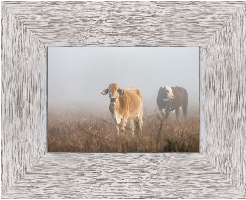 Cows in the Fog Framed Print