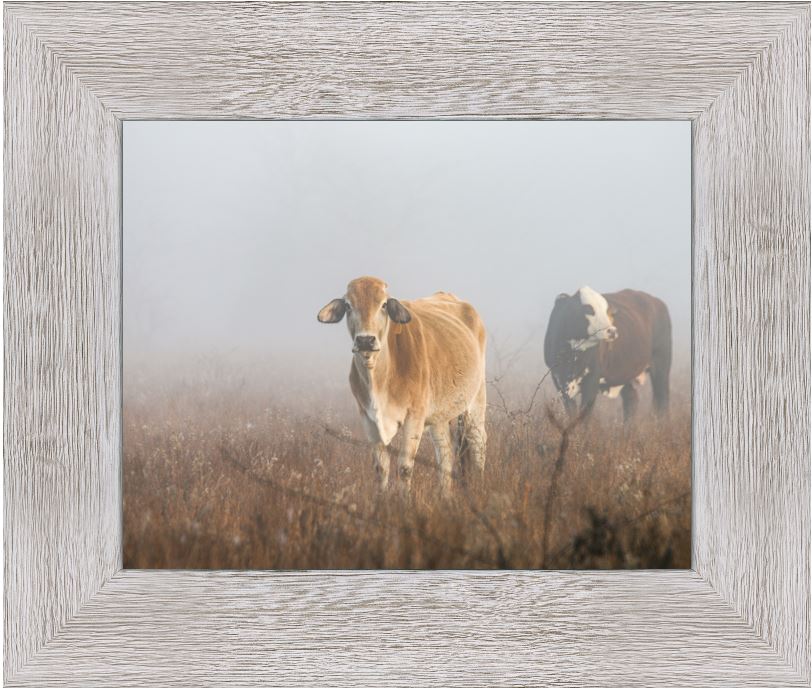 Cows in the Fog Framed Print