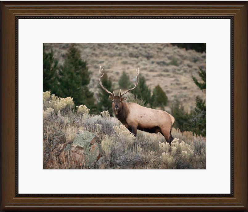 Elk on the Ridge Framed Print with 2" Mat