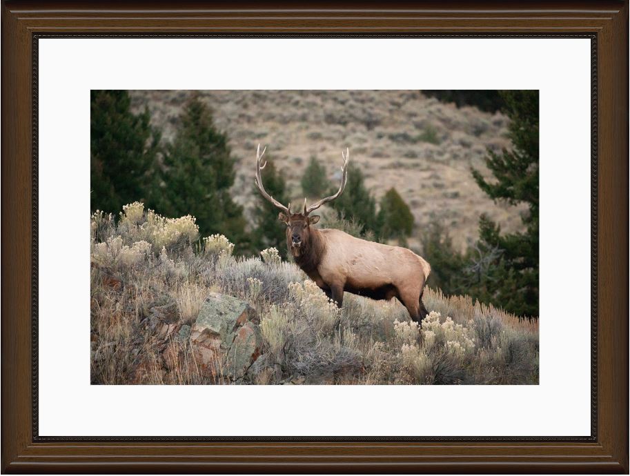 Elk on the Ridge Framed Print with 2" Mat