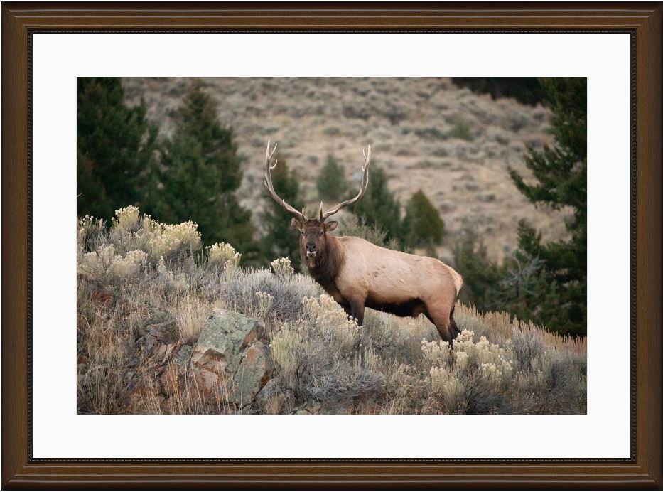 Elk on the Ridge Framed Print with 2" Mat