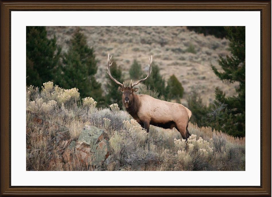 Elk on the Ridge Framed Print with 2" Mat