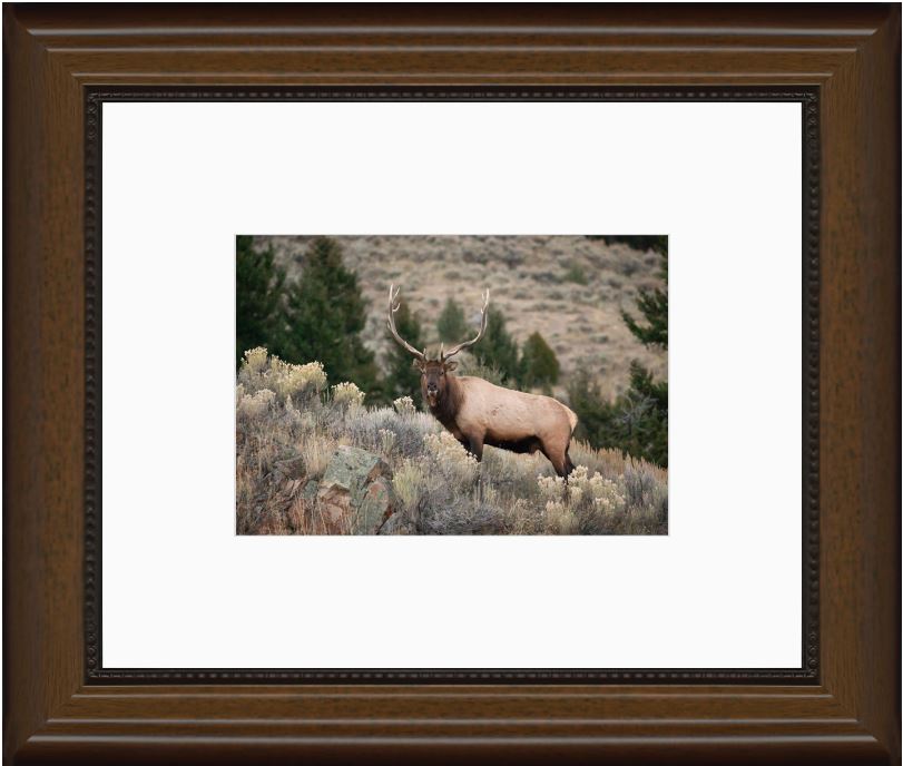 Elk on the Ridge Framed Print with 2" Mat